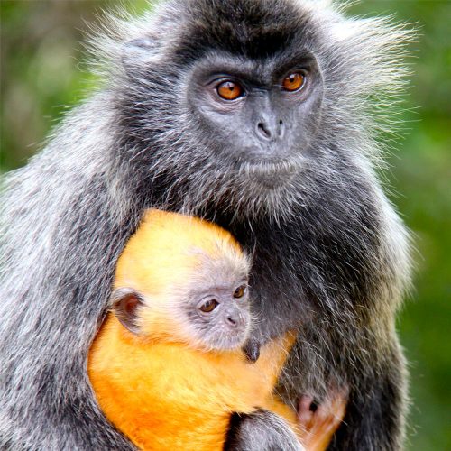 Silver Leaf Monkey in Kuala selangor Silver Leaf Monkey