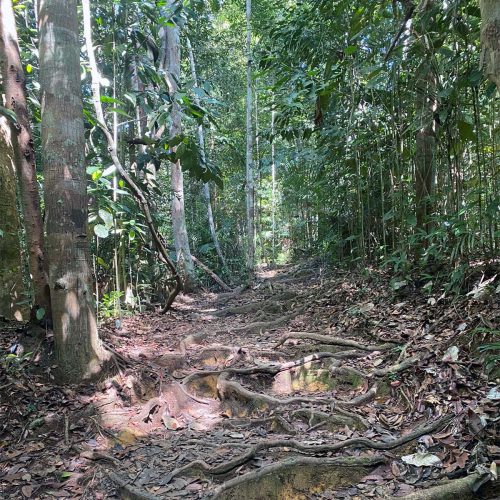 Taman-Negara-Jungle-Trekking Taman Negara Jungle Trekking