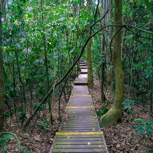 Taman-Negara-Jungle-Trekking Taman-Negara-Jungle-Trekking