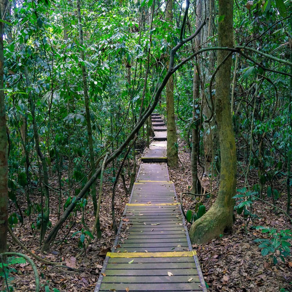 Taman-Negara-Jungle-Trekking