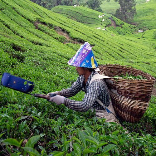 BOH Tea Plantation Worker cameron highlands taman negara