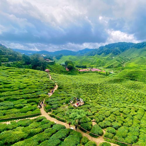 Bharat Tea Cameron Highlands 2days 1night Taman Negara