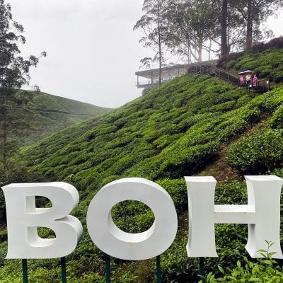 sungai palas boh tea estate