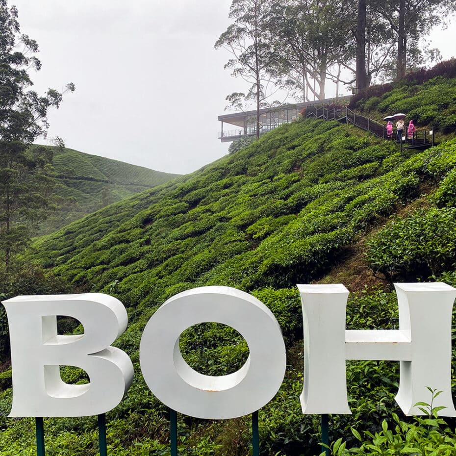 sungai palas boh tea estate