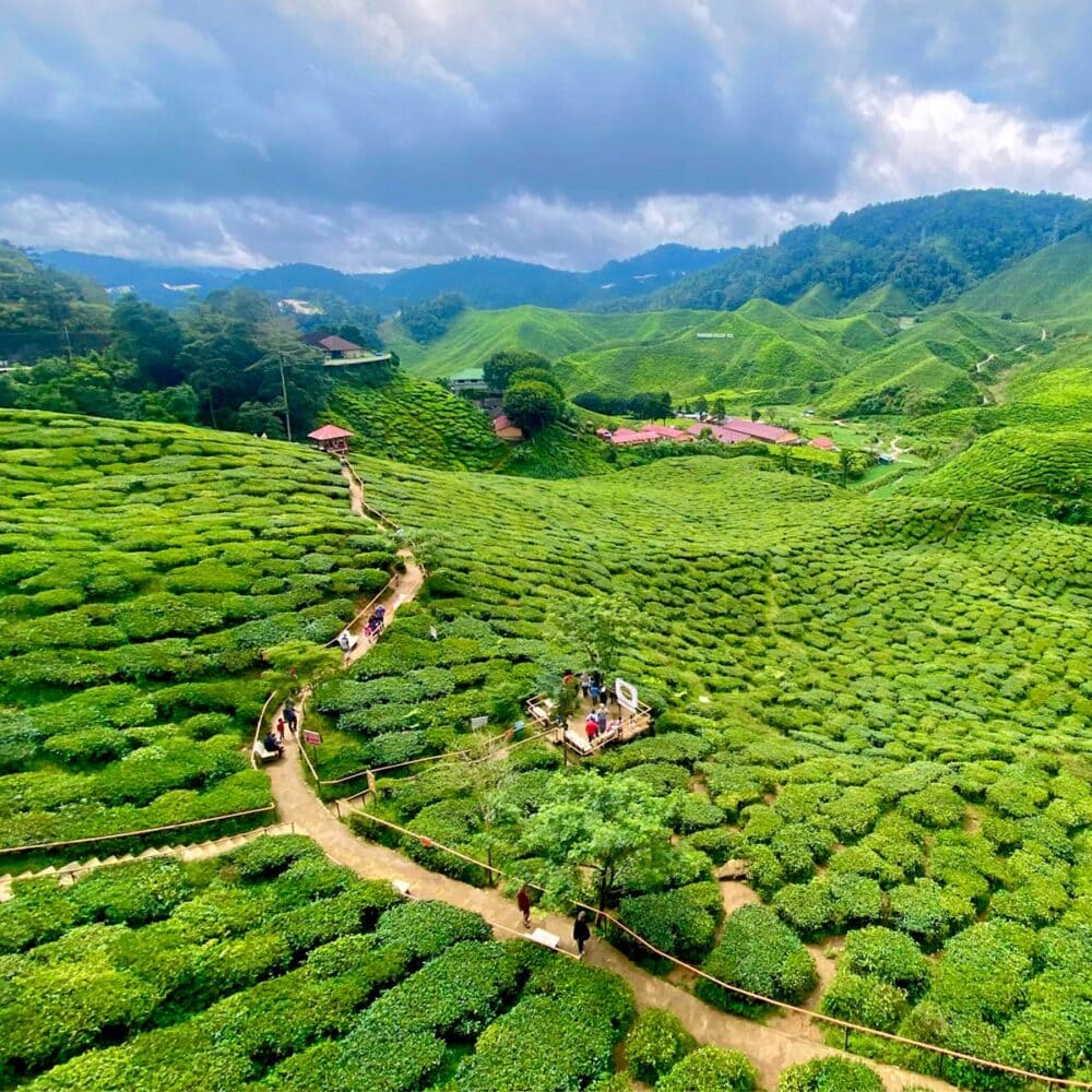 kuala lumpur to cameron highlands transfer
