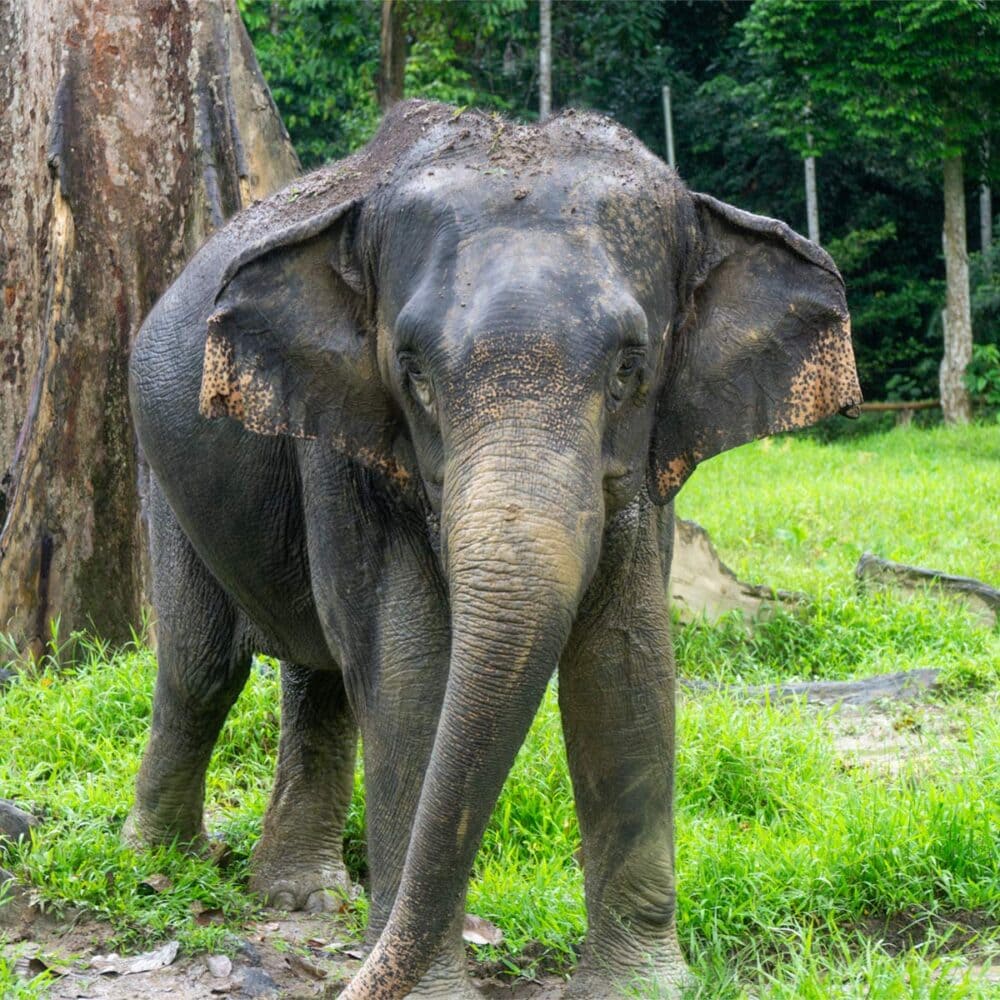Kuala Gandah Elephant
