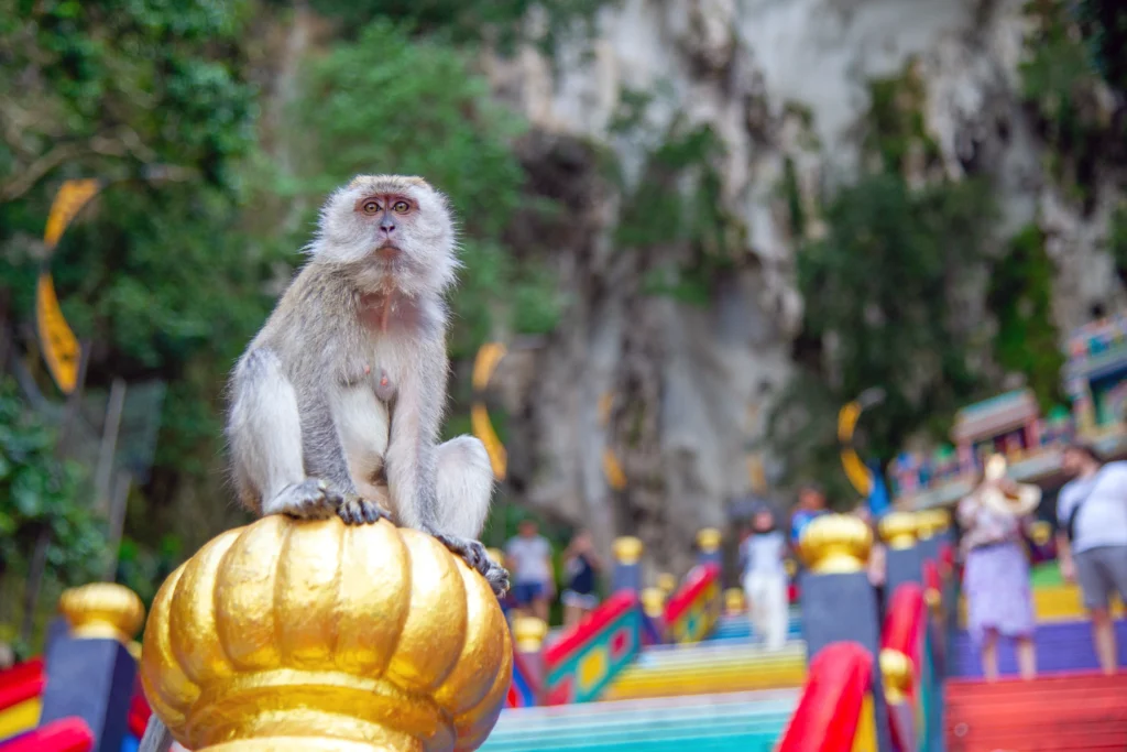 Long-tailed macaque sitting on golden railing post along the colorful staircase at Batu Caves during a Batu Caves tour in Malaysia