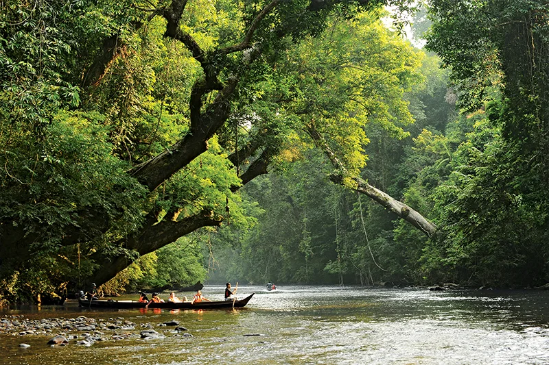 Longboat with tourists cruising through rainforest river on a peaceful Taman Negara river cruise to Lata Berkoh