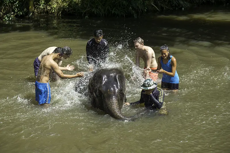 Tourists bathing with a baby elephant at Kuala Gandah Elephant Sanctuary on a day tour from Kuala Lumpur