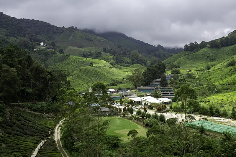 Scenic view of Sungai Palas BOH Tea Plantation in Cameron Highlands – accessible via private tours from KL