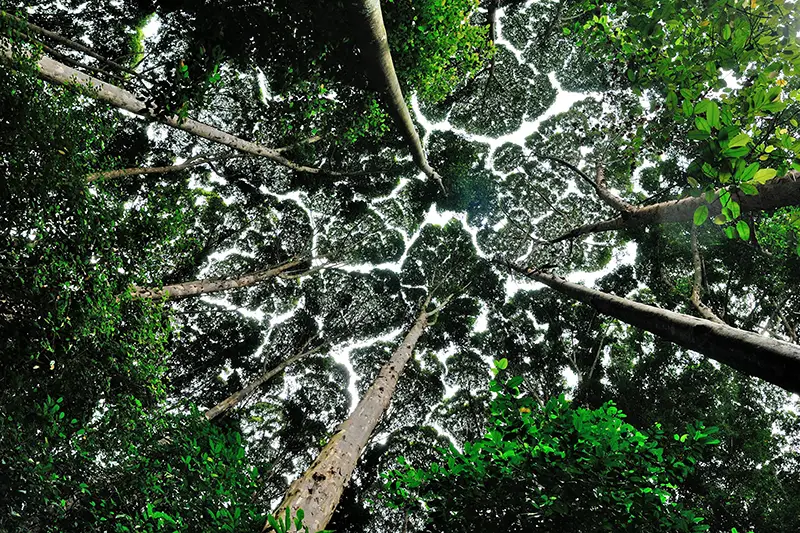 Canopy view of towering trees with crown shyness at FRIM, a top nature attraction near Kuala Lumpur
