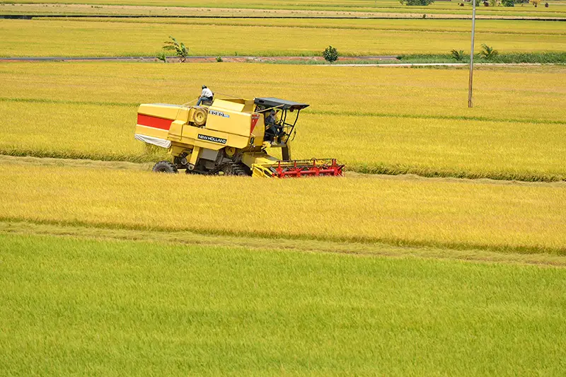 A combine harvester working through a rice field in Sekinchan, Selangor