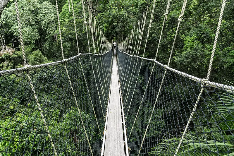Taman Negara canopy walk – rainforest adventure for a day trip from Kuala Lumpur