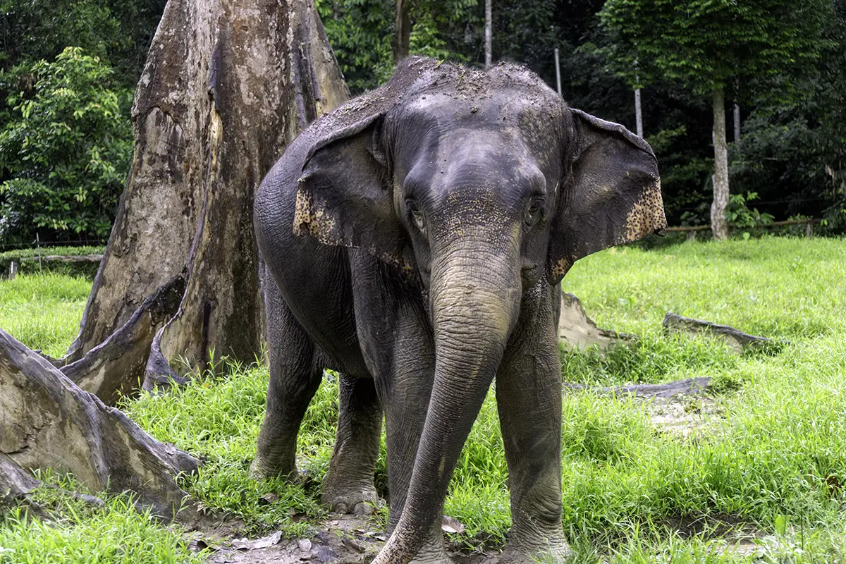 An adult Asian elephant standing on lush green grass at the Kuala Gandah Elephant Sanctuary, a popular day trip from Kuala Lumpur for wildlife and conservation enthusiasts.