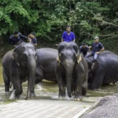 Adult elephants being led into the river by mahouts for a cleaning session at the Malaysia Elephant Sanctuary in Kuala Gandah.