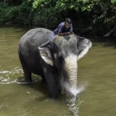 Mahout lets elephant enjoy a river splash during cleaning session at Kuala Gandah Elephant Sanctuary