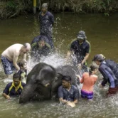 Tourists bathing with baby elephants in a river during the Kuala Gandah elephant bathing experience at the Malaysia Elephant Sanctuary.