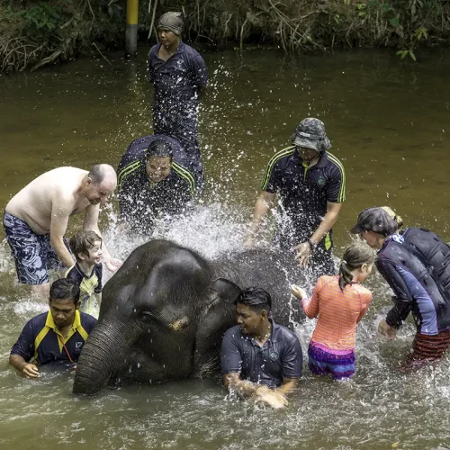 Kuala Gandah Elephant Bathing – Malaysia Elephant Sanctuary Tour Tourists bathing with baby elephants in a river during the Kuala Gandah elephant bathing experience at the Malaysia Elephant Sanctuary.