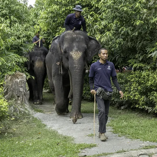 malaysia-elephant-sanctuary-tour-elephant-parade Elephant parade led by matriarch at Malaysia Elephant Sanctuary tour