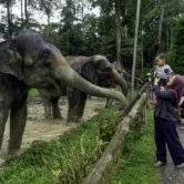 Mother and child feeding adult elephants during an elephant tour from Kuala Lumpur at Malaysia Elephant Sanctuary in Kuala Gandah.