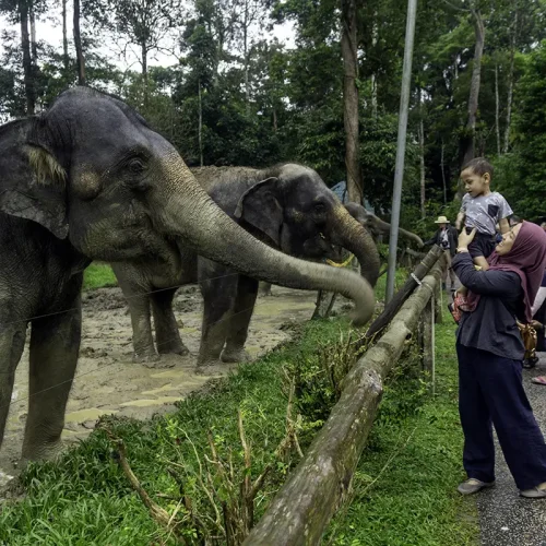 Elephant Tour from Kuala Lumpur – Family Feeding Session at Malaysia Elephant Sanctuary Mother and child feeding adult elephants during an elephant tour from Kuala Lumpur at Malaysia Elephant Sanctuary in Kuala Gandah.