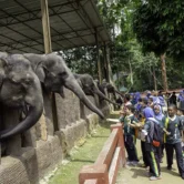Students feeding elephants in the paddock during an educational visit to the Malaysia Elephant Sanctuary — a popular Kuala Lumpur day trip.