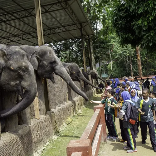 Elephant Feeding Experience – Elephant Sanctuary Kuala Lumpur Day Trip Students feeding elephants in the paddock during an educational visit to the Malaysia Elephant Sanctuary — a popular Kuala Lumpur day trip.