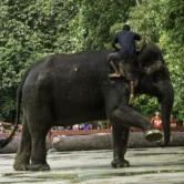 Mahout climbing onto an elephant during an informative demonstration at the Kuala Gandah Elephant Sanctuary
