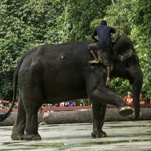 Informative Demonstration – Kuala Gandah Elephant Sanctuary Mahout climbing onto an elephant during an informative demonstration at the Kuala Gandah Elephant Sanctuary