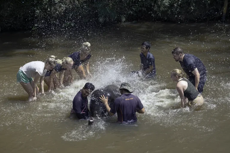 Bathe with Baby Elephants at Kuala Gandah Elephant Sanctuary