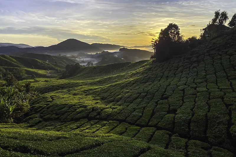 Sunrise over the lush hills of BOH Tea Plantation Sungei Palas in Cameron Highlands
