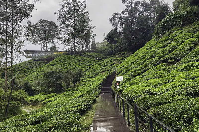Boardwalk through tea plantation leading to BOH Tea Centre Cameron Highlands at Sungei Palas
