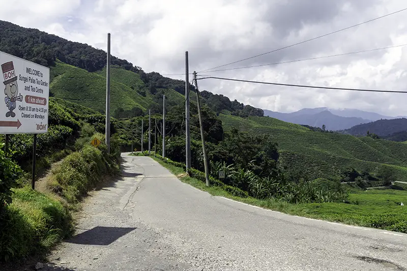 Narrow road leading to BOH Tea centre Sungei Palas in Cameron Highlands