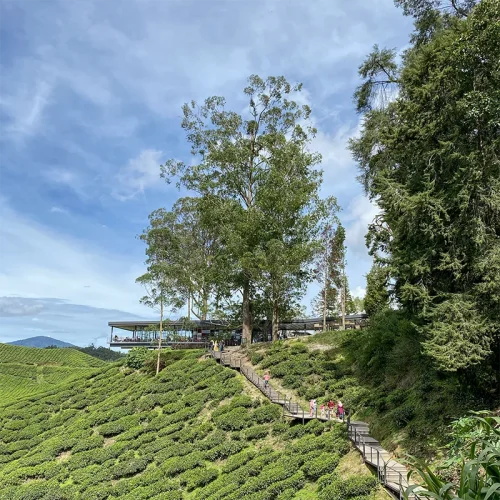 BOH Tea Centre Visiting the BOH Tea Centre at Sungei Palas Estate is part of our Kuala Lumpur to Cameron Highland tour package