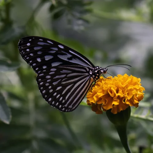 Butterfly at Cameron Highlands Butterflies Garden Close-up of a butterfly feeding on a flower at the Cameron Highlands Butterflies Garden