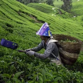 Worker harvesting tea leaves with shears at a tea plantation in Cameron Highlands