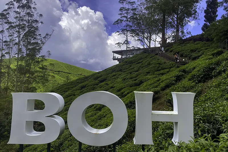 BOH Tea Plantation in Cameron Highlands, accessible during a private day trip from Kuala Lumpur