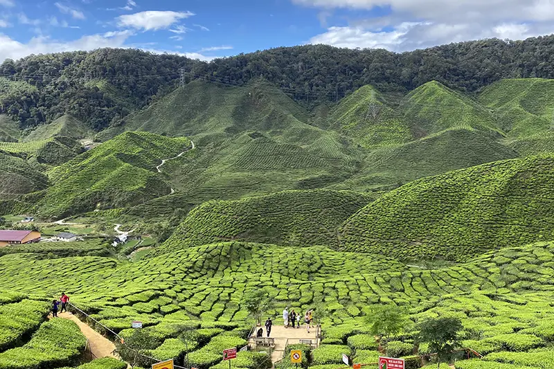 Bharat Tea Plantation in Cameron Highlands, a popular photo stop on shared tours from Kuala Lumpur