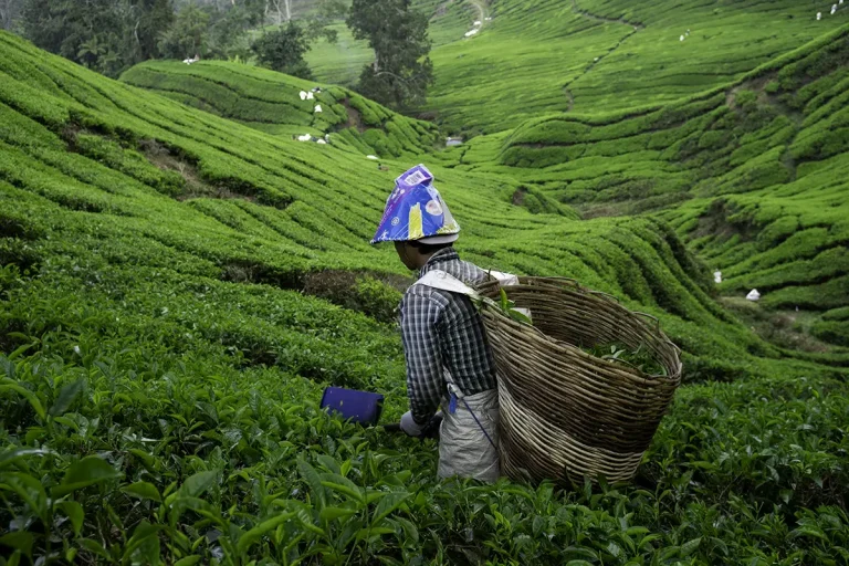 how to get to cameron highlands