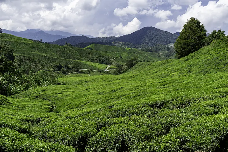 Lush green hills of BOH Tea Plantation at Sungei Palas Estate in Cameron Highlands