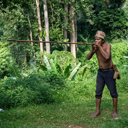 Orang Asli Blowpipe Demonstration Orang Asli man demonstrating blowpipe skills during a Cameron Highlands day tour, offering tourists a glimpse into Malaysia’s indigenous culture