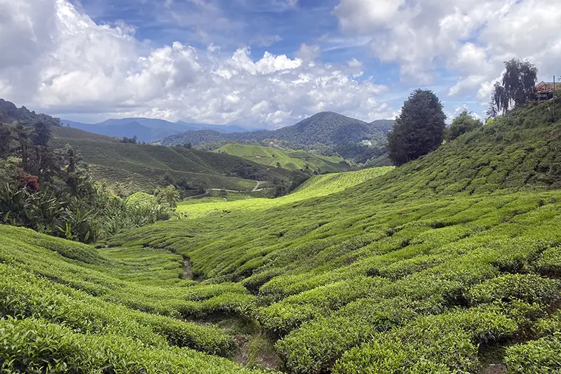 Cameron Highlands tea plantation – direct transfer from Kuala Lumpur International Airport