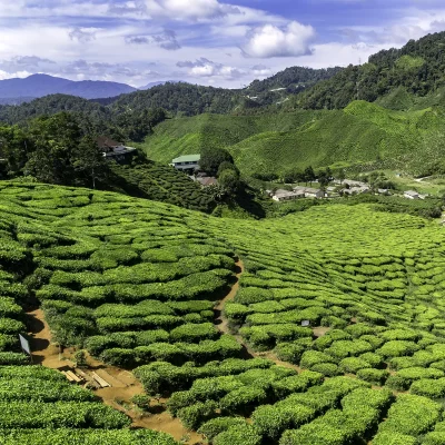 Cameron Highlands tea plantation view along the KLIA to Cameron Highlands private transfer route