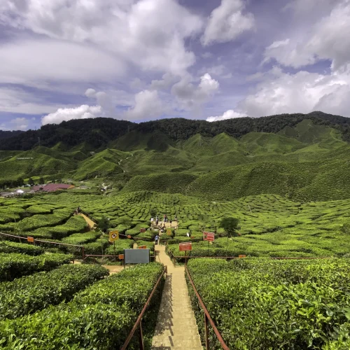 Bharat Tea Plantation – Scenic Stop on KLIA to Cameron Highlands Transfer Bharat Tea Plantation stopover during KLIA to Cameron Highlands private transfer