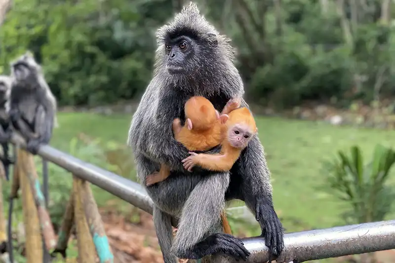 Silvered leaf monkey with twin golden babies at Kuala Selangor Nature Park – part of Batu Caves and Kuala Selangor Fireflies day trip from Kuala Lumpur