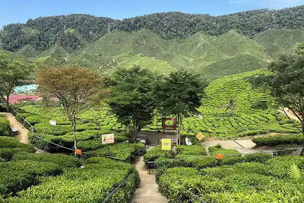 Pathway leading into the green slopes of the Cameron Valley Tea Plantation