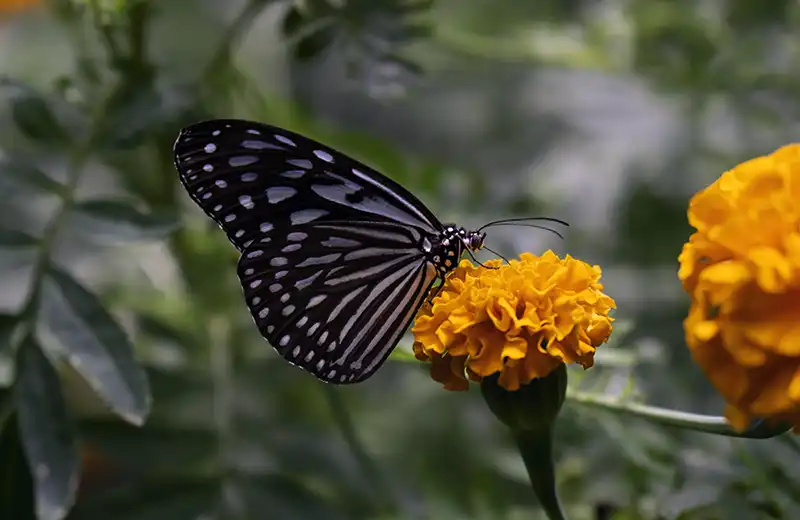 Butterfly resting on a flower at a butterflies garden in Cameron Highlands Malaysia