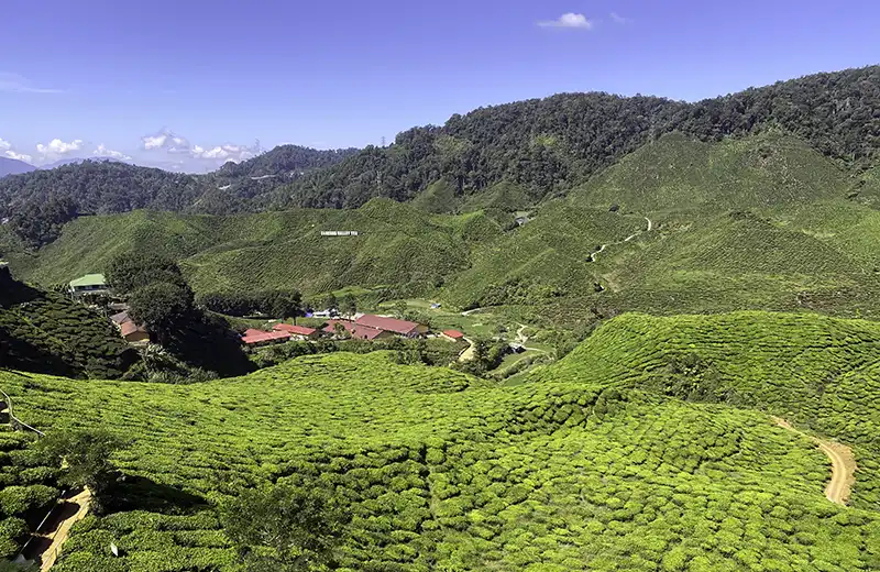 Cameron Valley Tea Plantation in Cameron Highlands