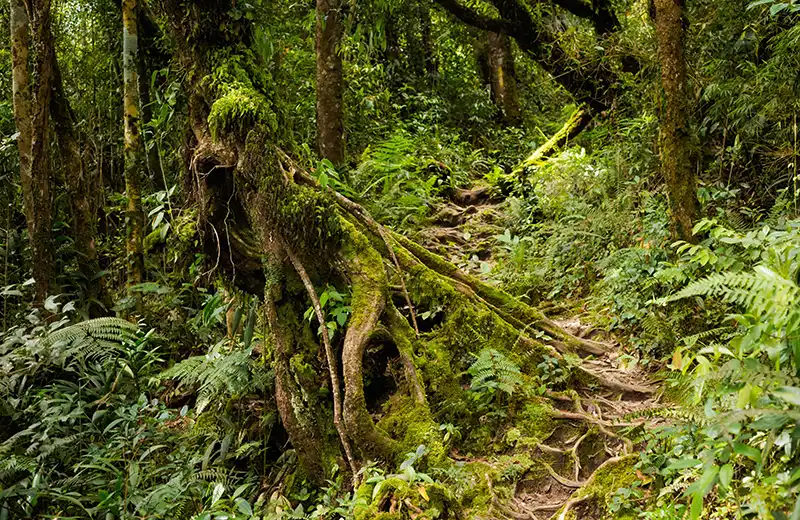 Jungle trekking trail through mossy forest in Cameron Highlands, Malaysia