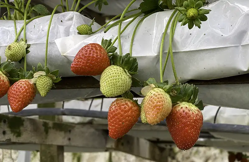 Strawberries growing at a strawberry farm in Cameron Highlands, Malaysia